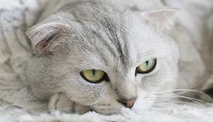 TL战队新教练团队到位，t1战队新教练